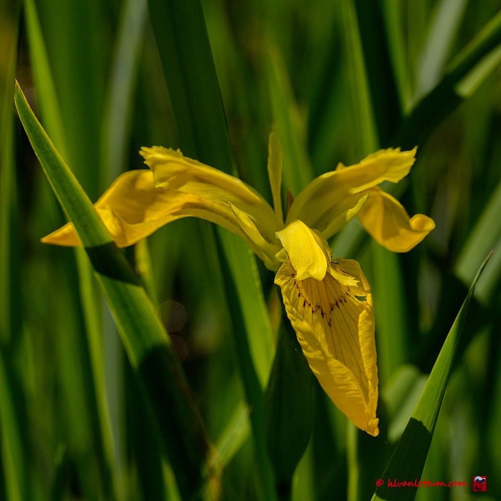 Gele lis - iris pseudacorus