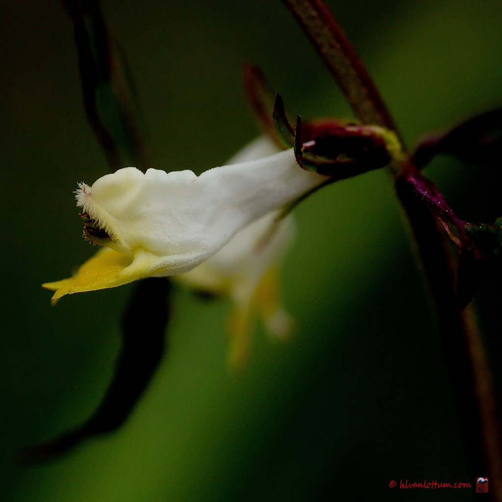 Hengel - melampyrum pratense