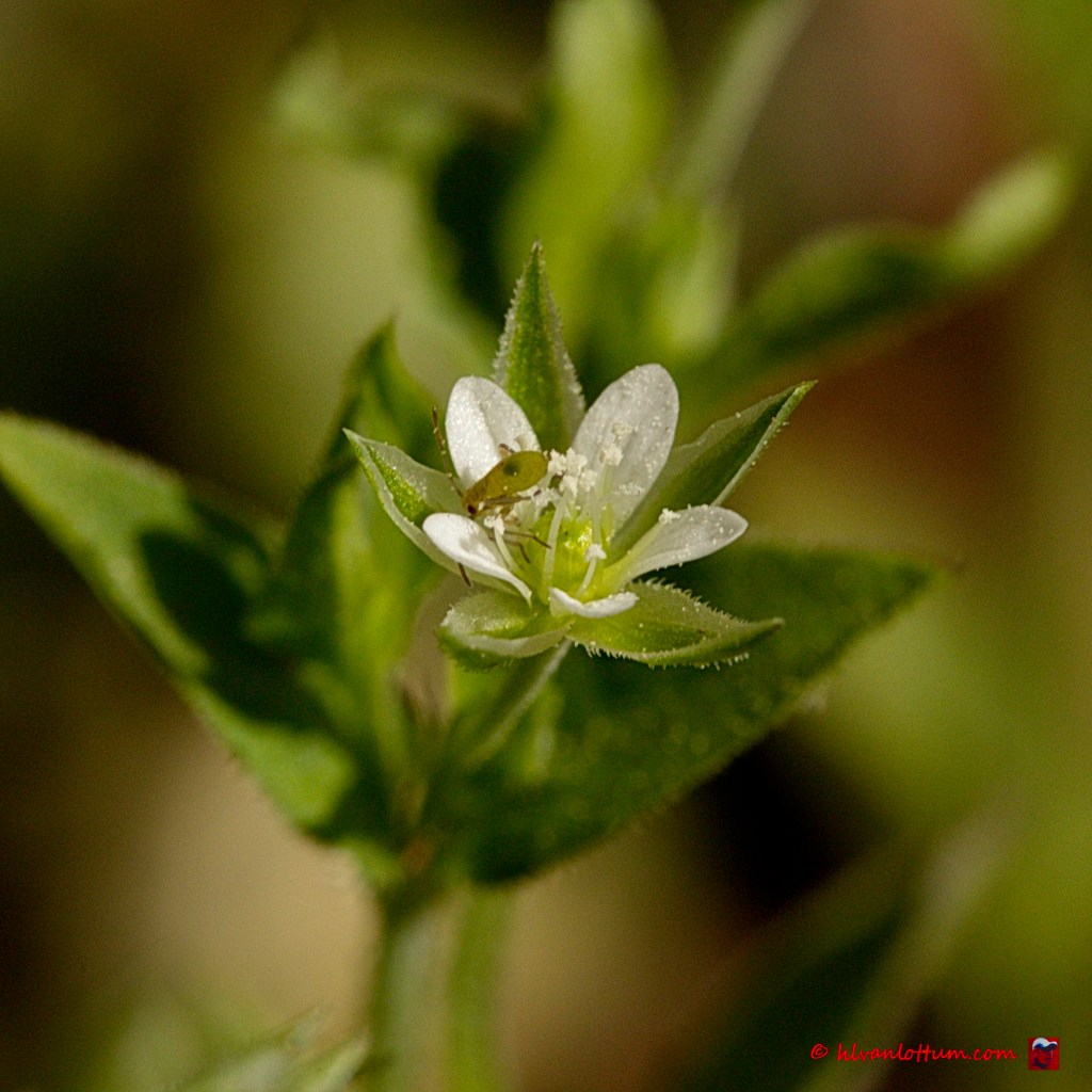 Drienerfmuur - moehringia trinervia
