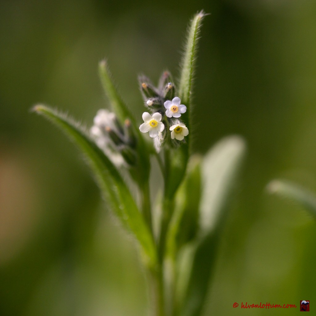 Veelkleurig vergeet-mij-nietje - myosotis discolor