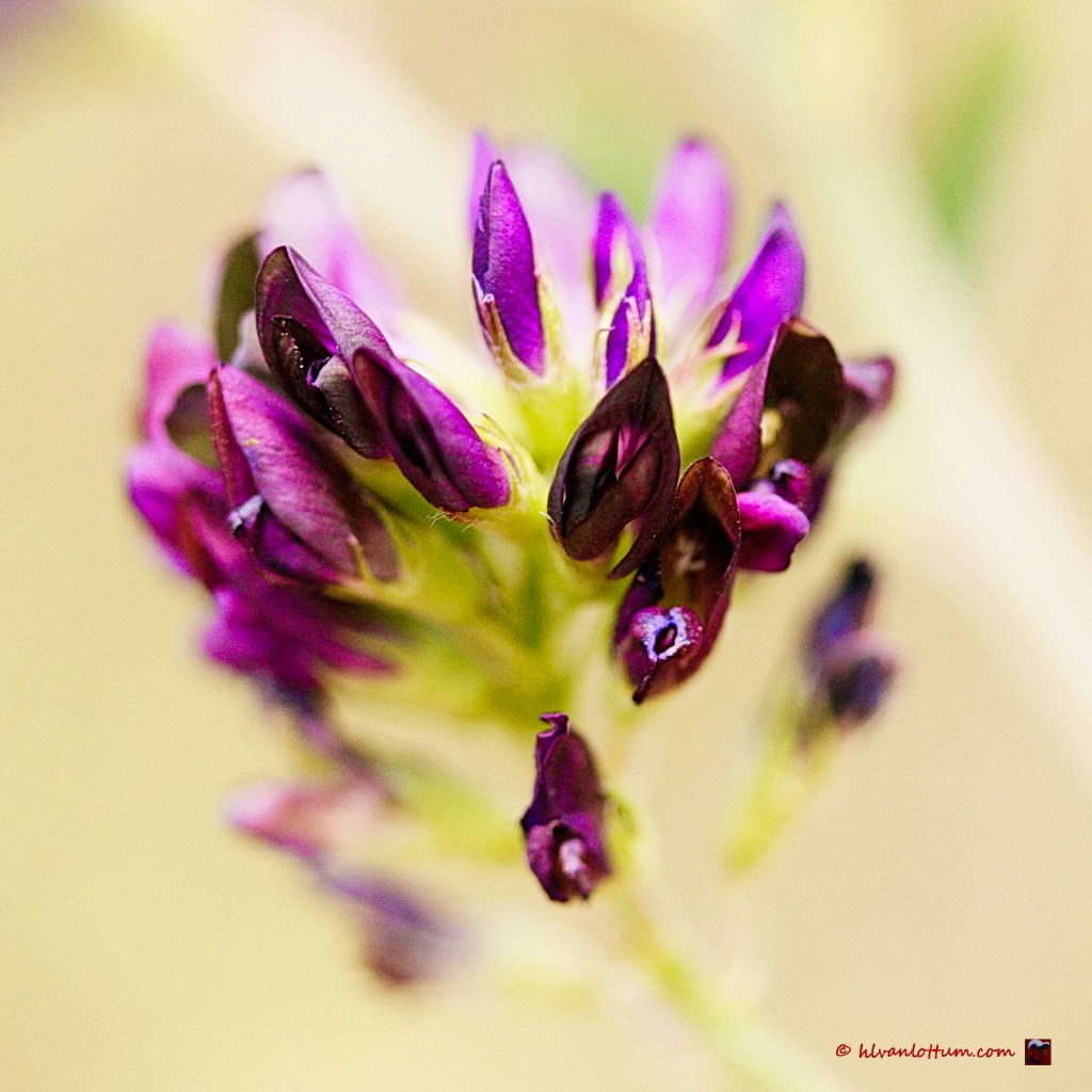 Luzerne - medicago sativa