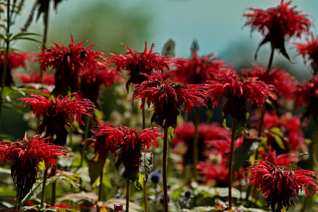 Bergamotplant - monarda citriodora rubra