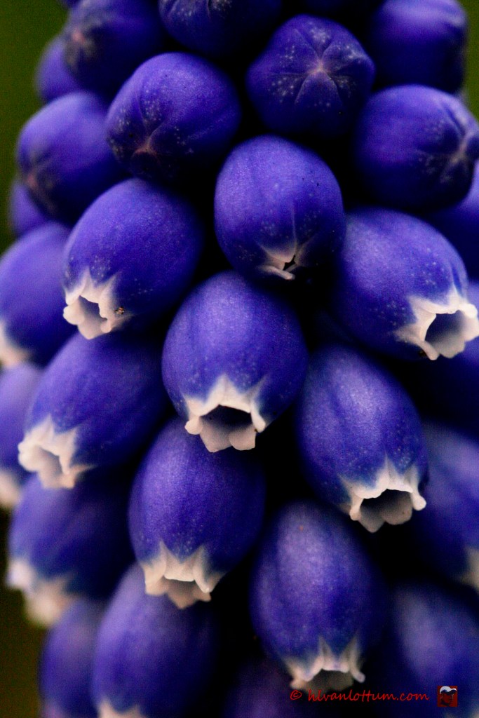 Blauwe druifjes - muscari armeniacum