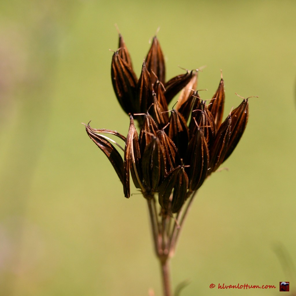Roomse kervel - myrrhis odorata