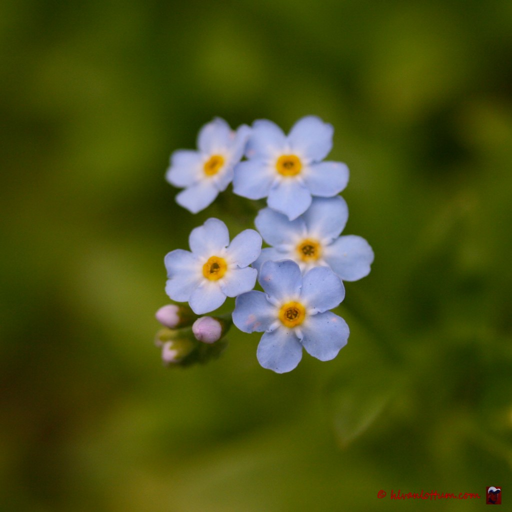 Moeras vergeet-mij-nietje - myosotis_palustris