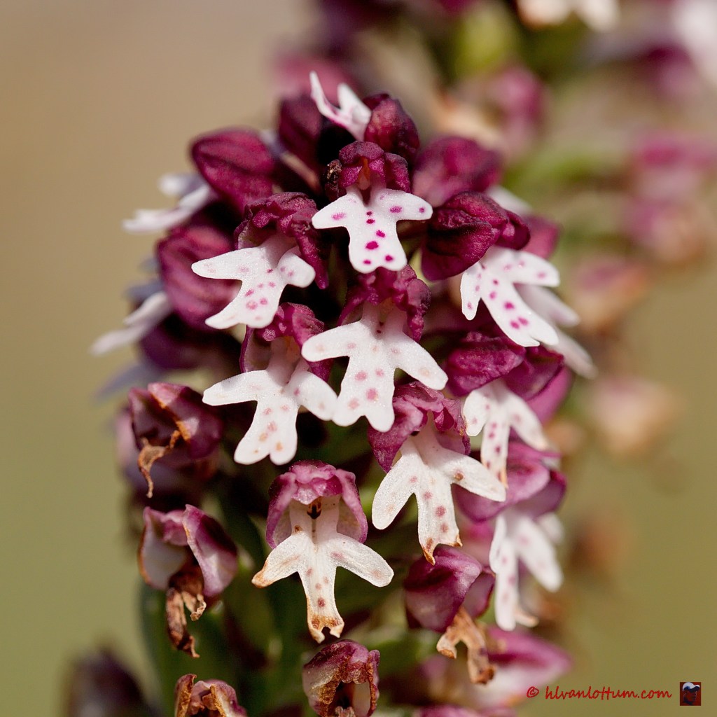 Aangebrande orchis - neotinea ustulata