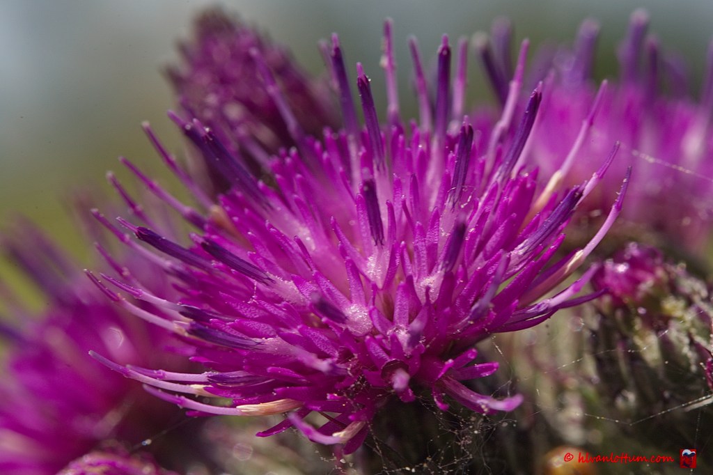 Kale jonker - cirsium palustre