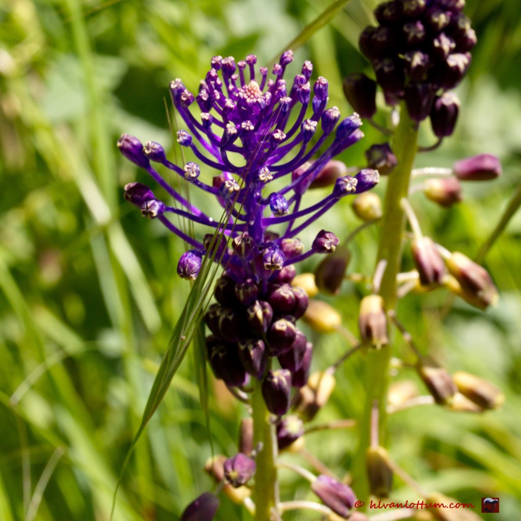 Kuifhyacint - muscari comosum
