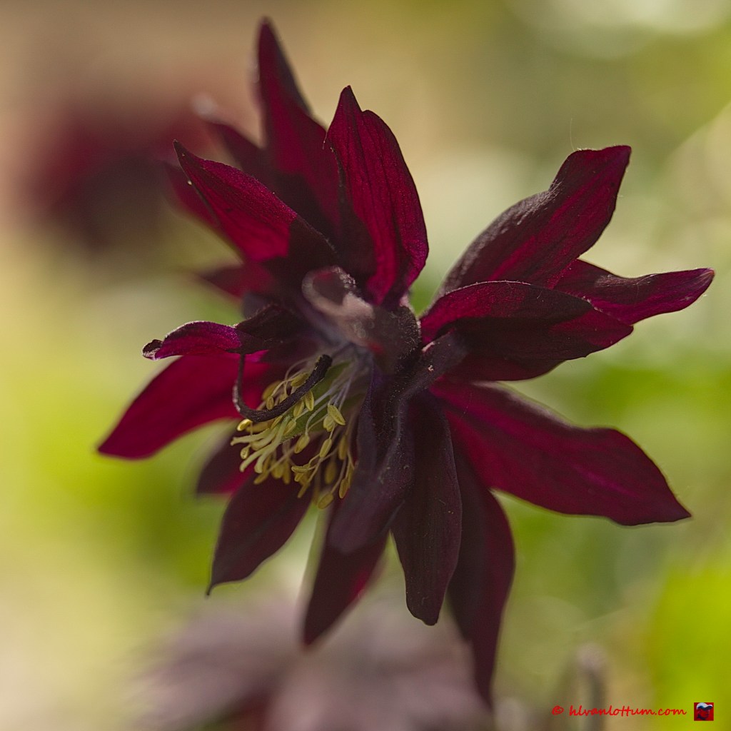 Gewone akelei - aquilegia vulgaris