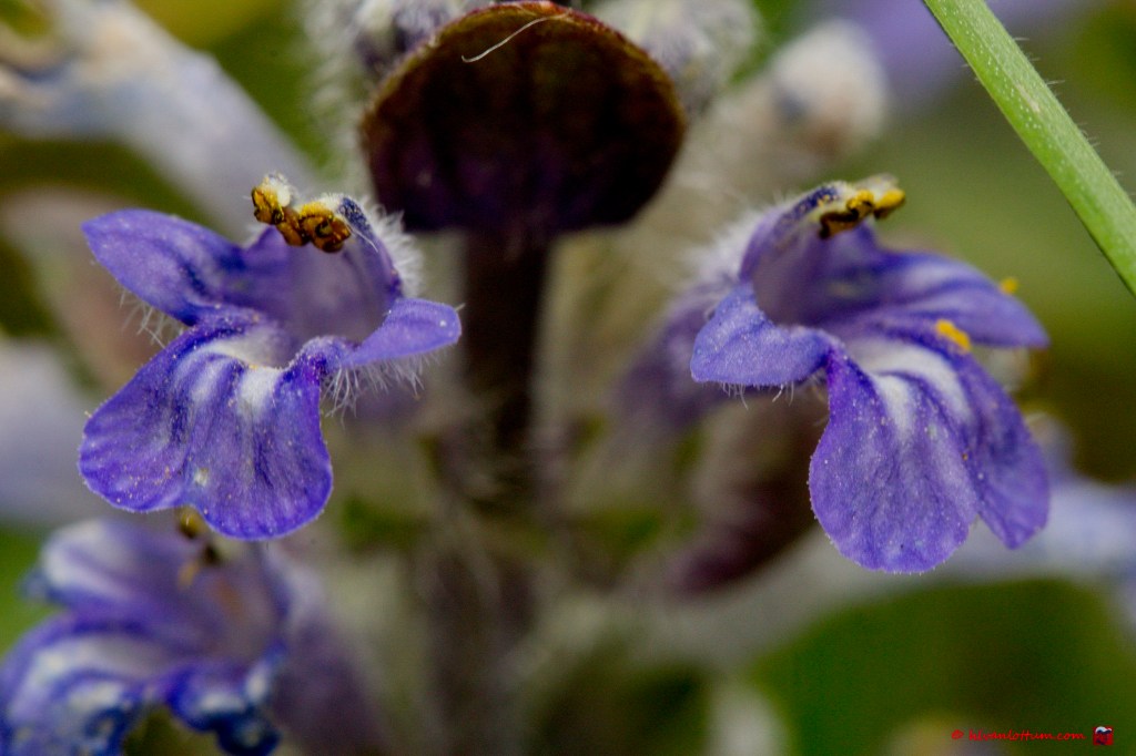 Kruipend zenegroen - ajuga reptans