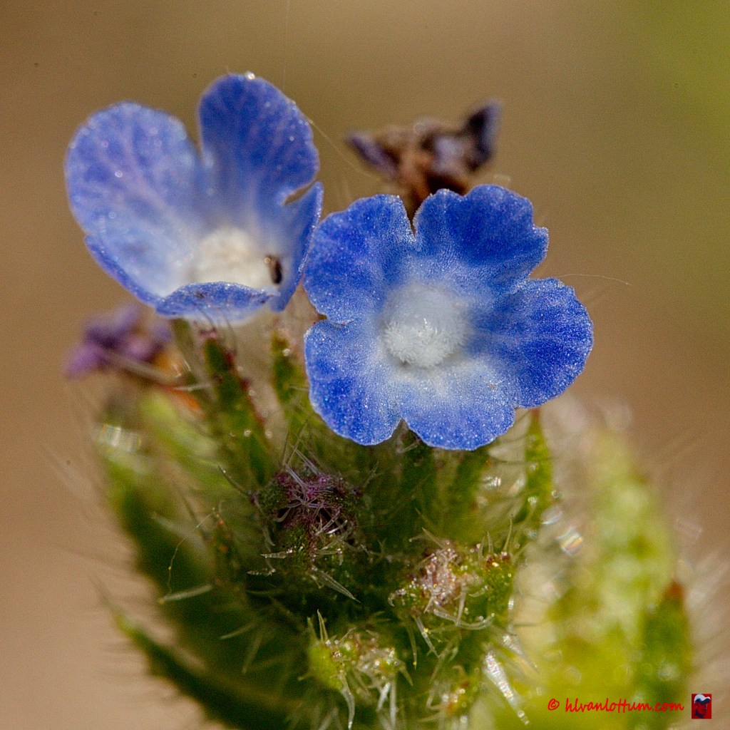 Anchusa arvensis - Kromhals