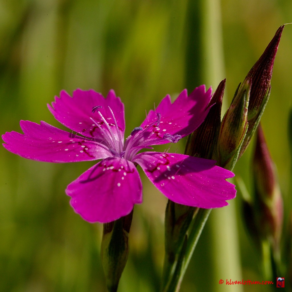 Dianthus deltoides - Steenanjer