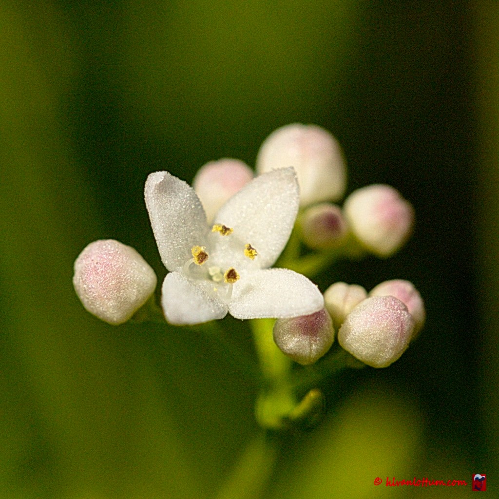 Galium palustre - Moeraswalstro