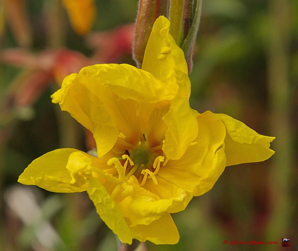 Geurende teunisbloem - oenothera stricta