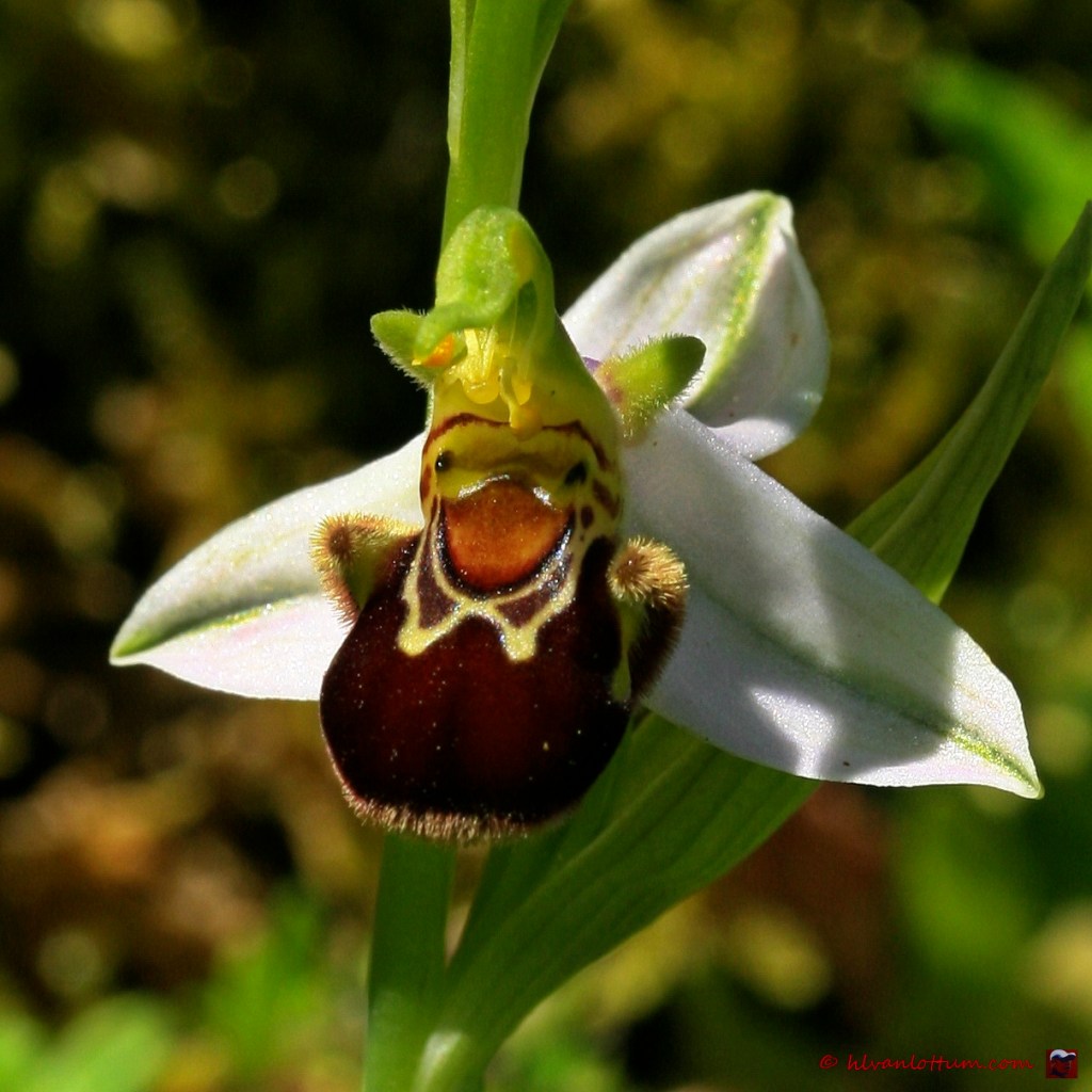 Bijenorchis - ophrys apifera