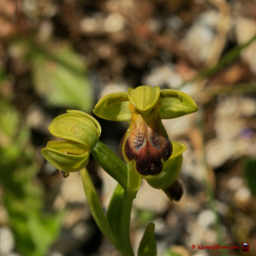 Bruine orchis - ophrys fusca