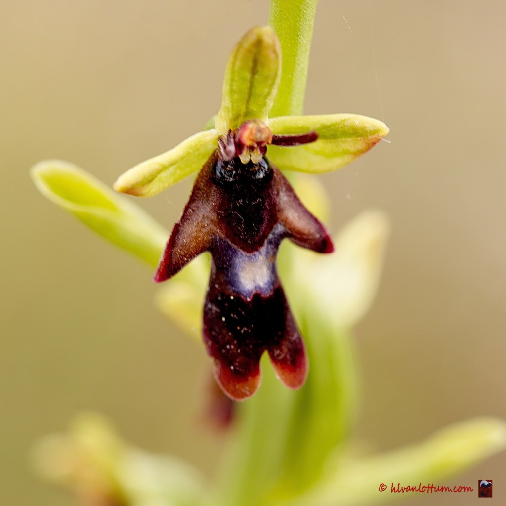 Vliegenorchis - ophrys insectifera