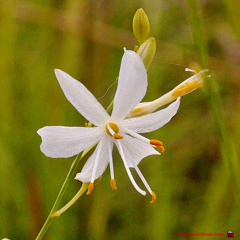 Vertakte graslelie - anthericum ramosum