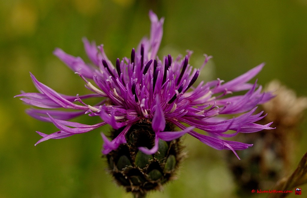 Grote centaurie - centaurea scabiosa