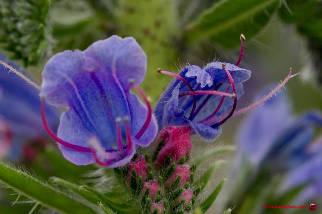 Slangenkruid - echium vulgare