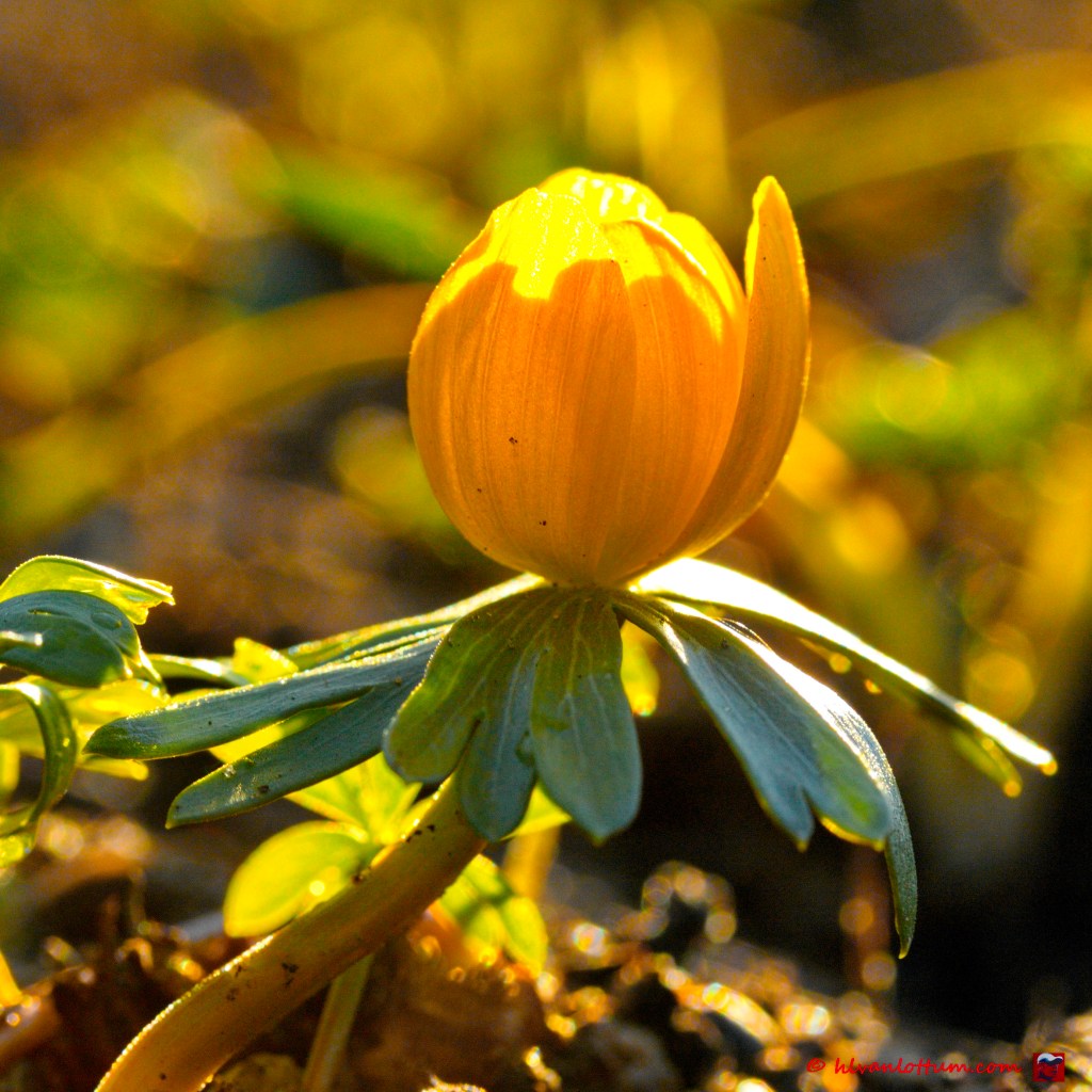 Winterakoniet - eranthis hyemalis