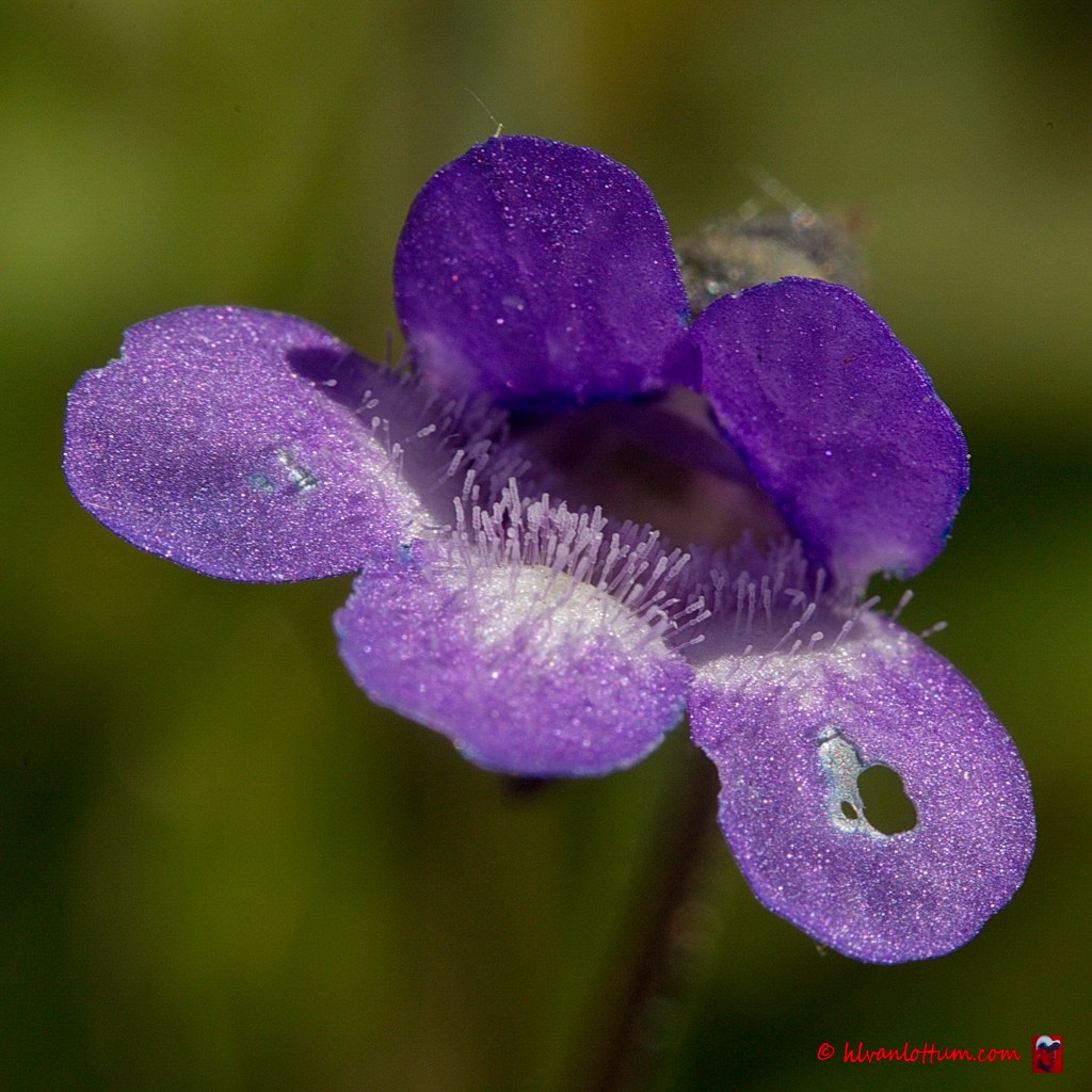 Vetblad - pinguicula vulgaris