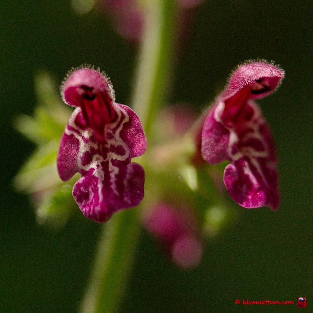 Bosandoorn - stachys sylvatica