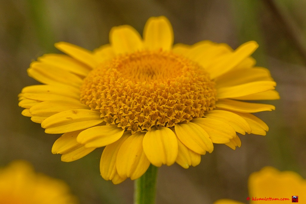 Verfkamille - anthemis tinctoria