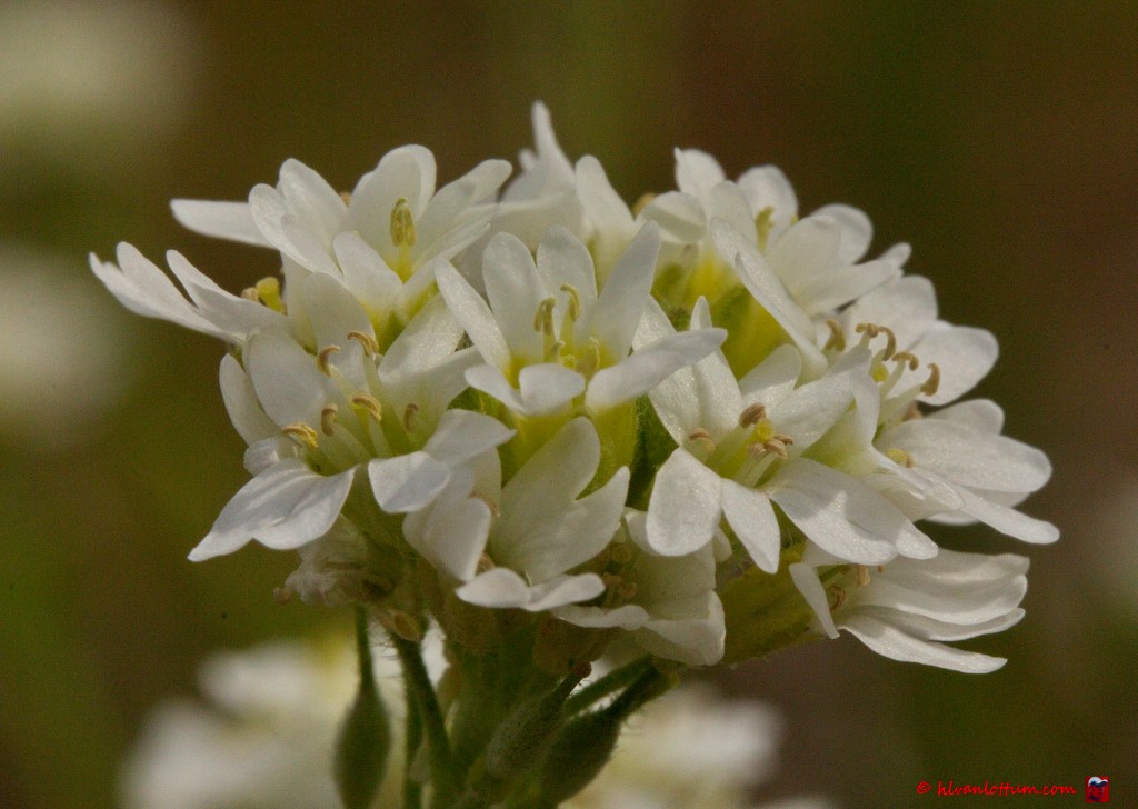 Grijskruid - berteroa incana