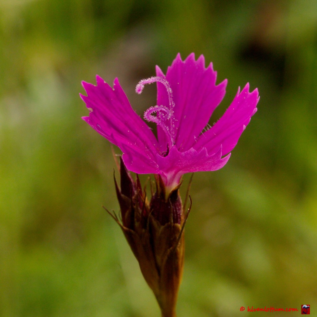 Karthuizer anjer - dianthus cathusianorum
