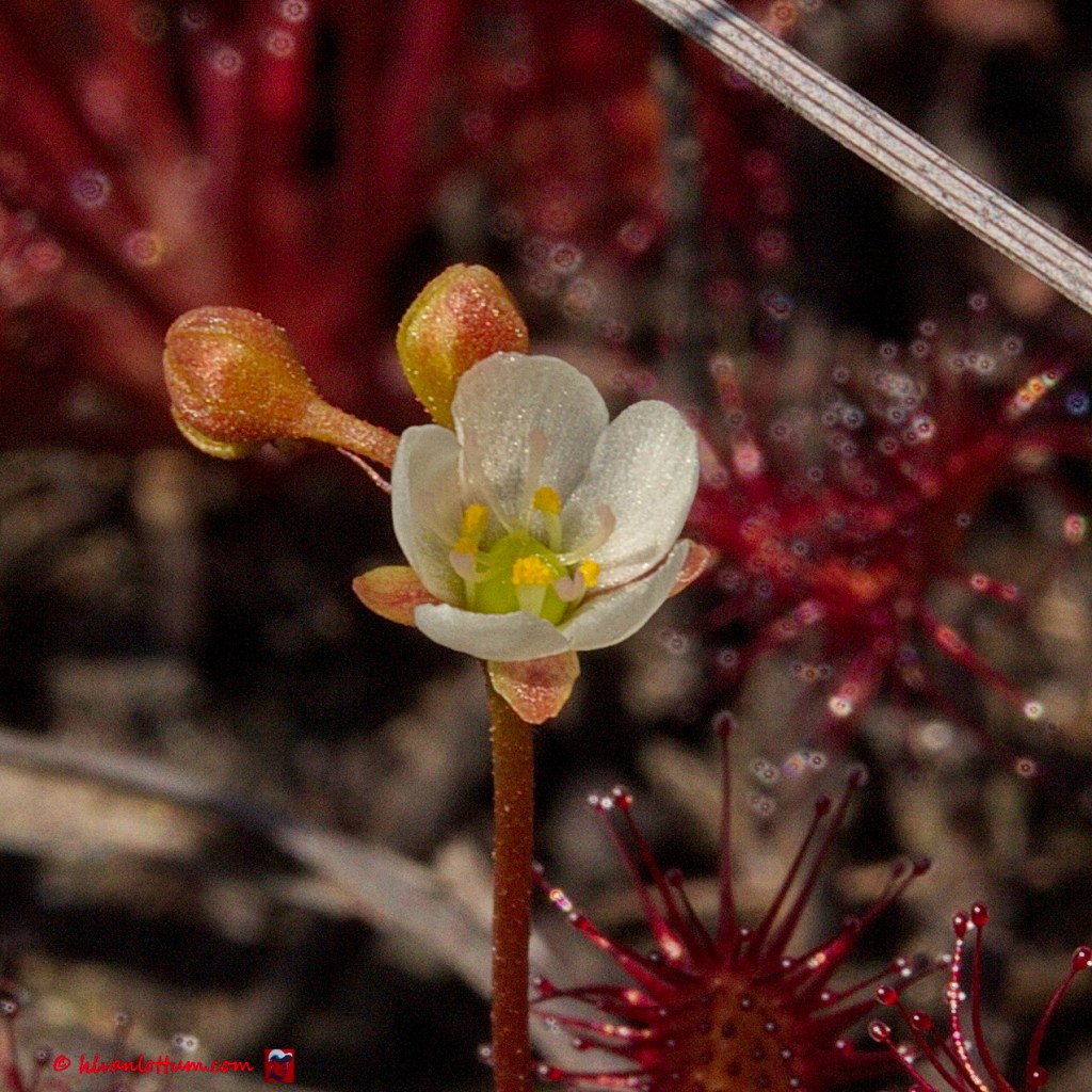 Kleine zonnedauw - drosera intermedia