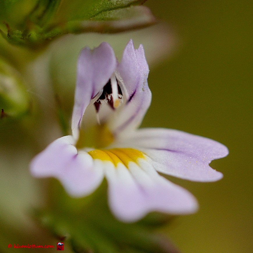 Stijve ogentroost - euphrasia stricta