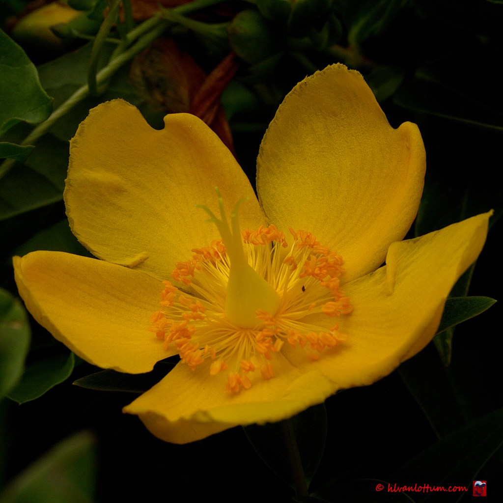 Hypericum hidcote
