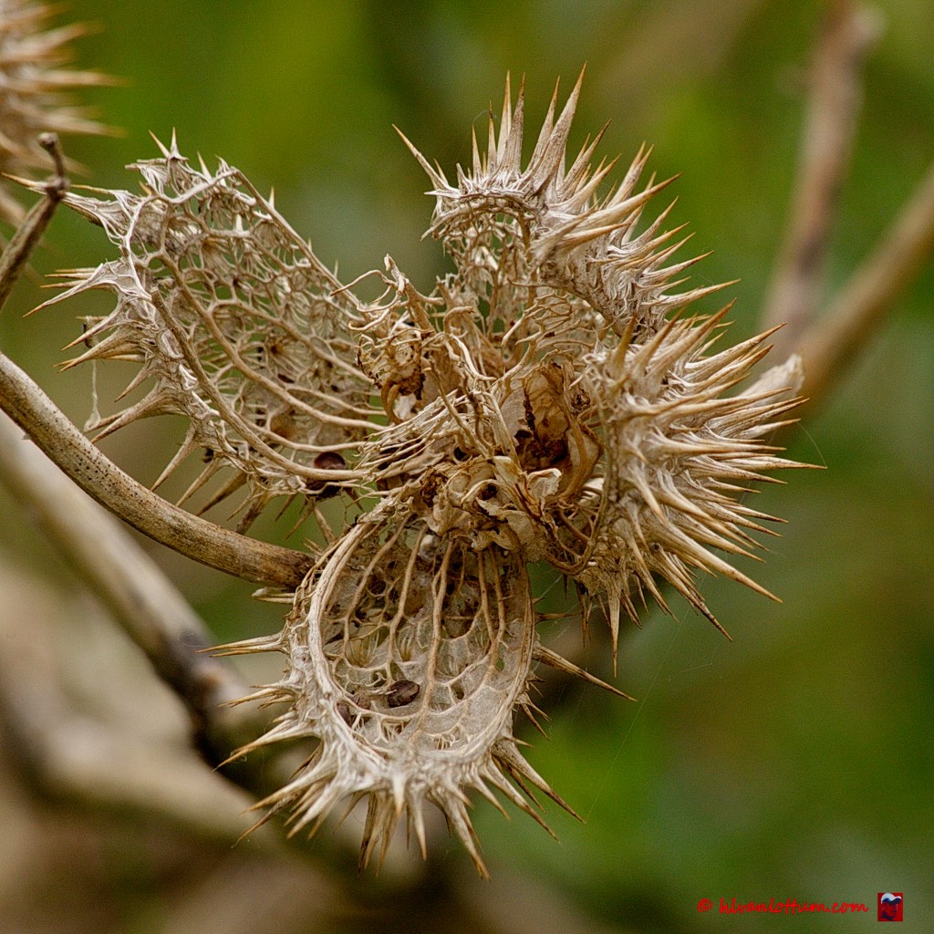 Doornappel - datura stramonium