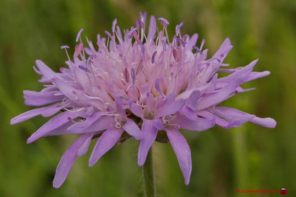 Beemdkroon - knautia arvensis