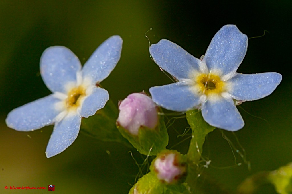 Muizenoor vergeet-mij-niet - myosotis laxa