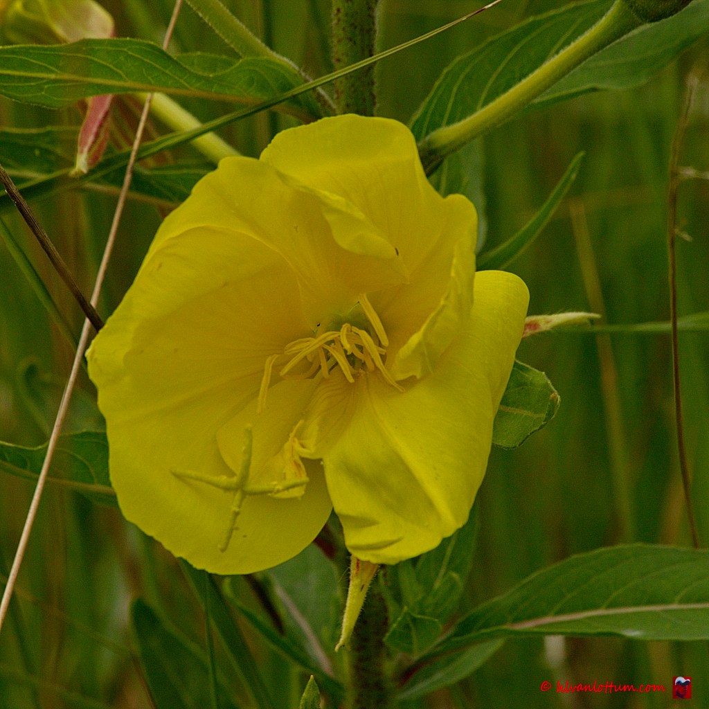 Grote teunisbloem - oenothera glazioviana