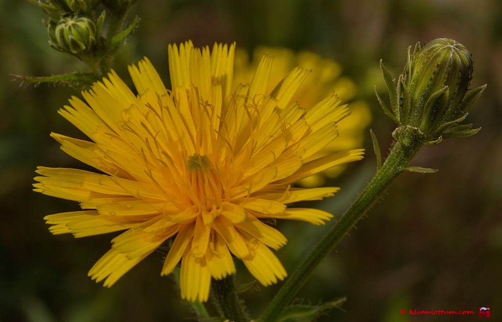 Echt bitterkruid - picris hieracioides