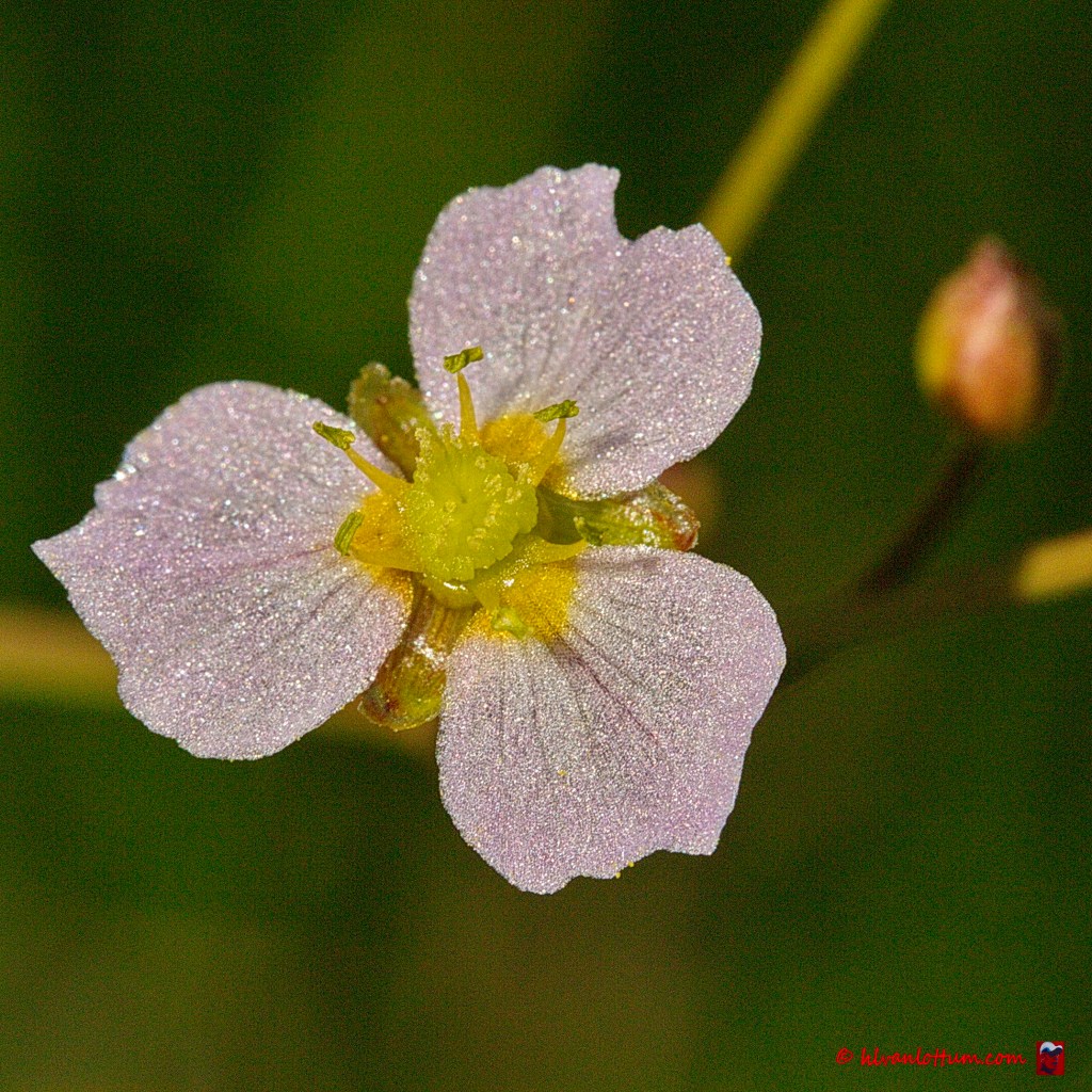 Slanke waterweegbree - alisma lanceolatum