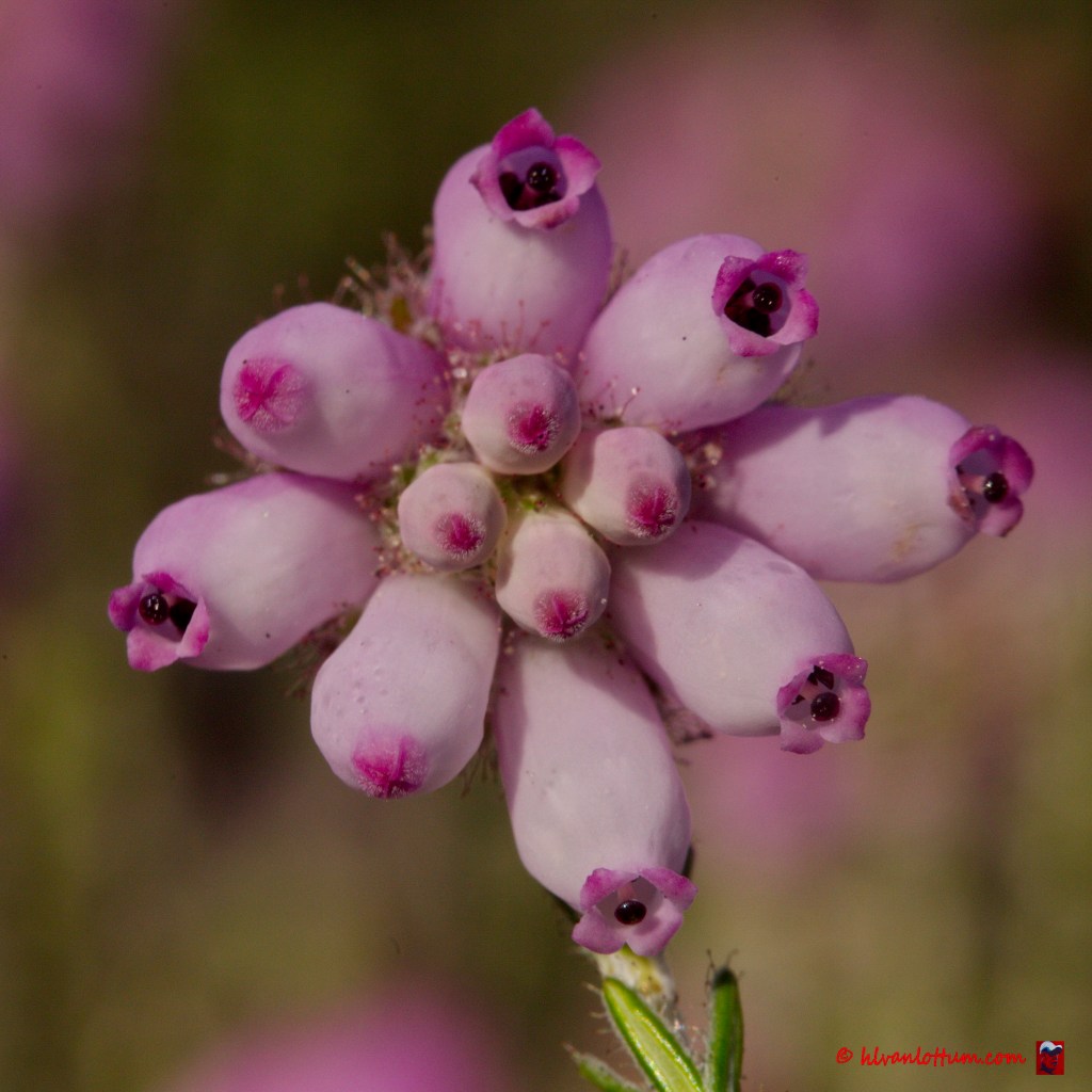 Dopheide - erica tetralix