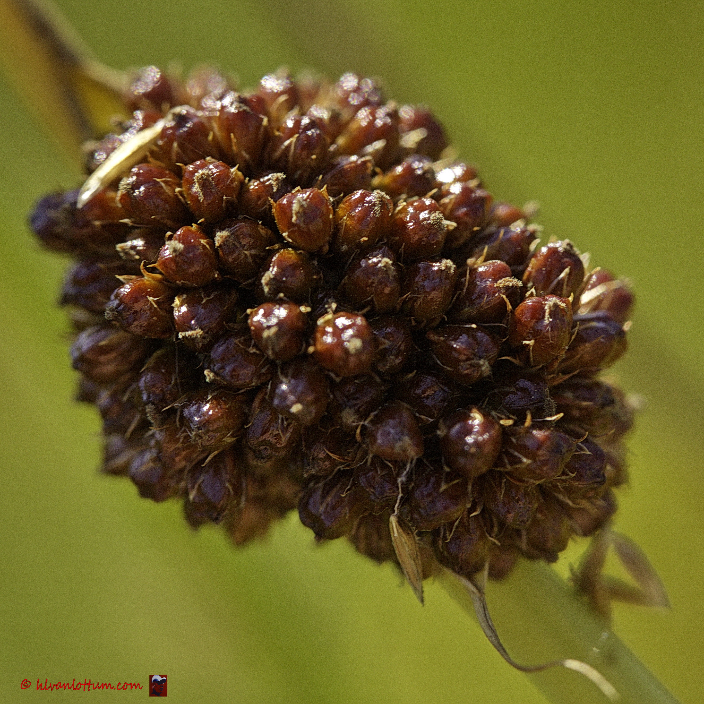 Biezenknoppen - juncus conglomeratus