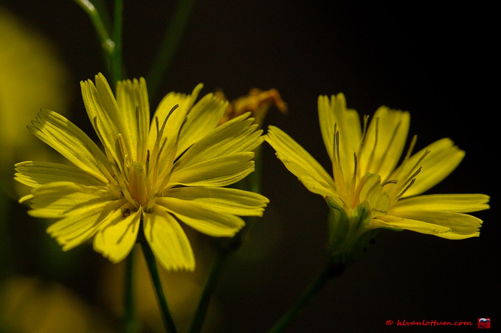 Akkerkool - lapsana communis