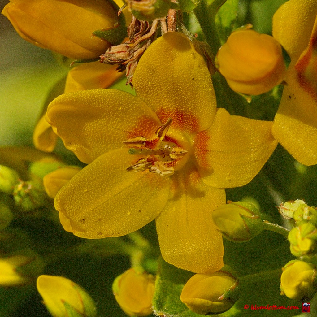 Grote wederik - lysimachia vulgaris
