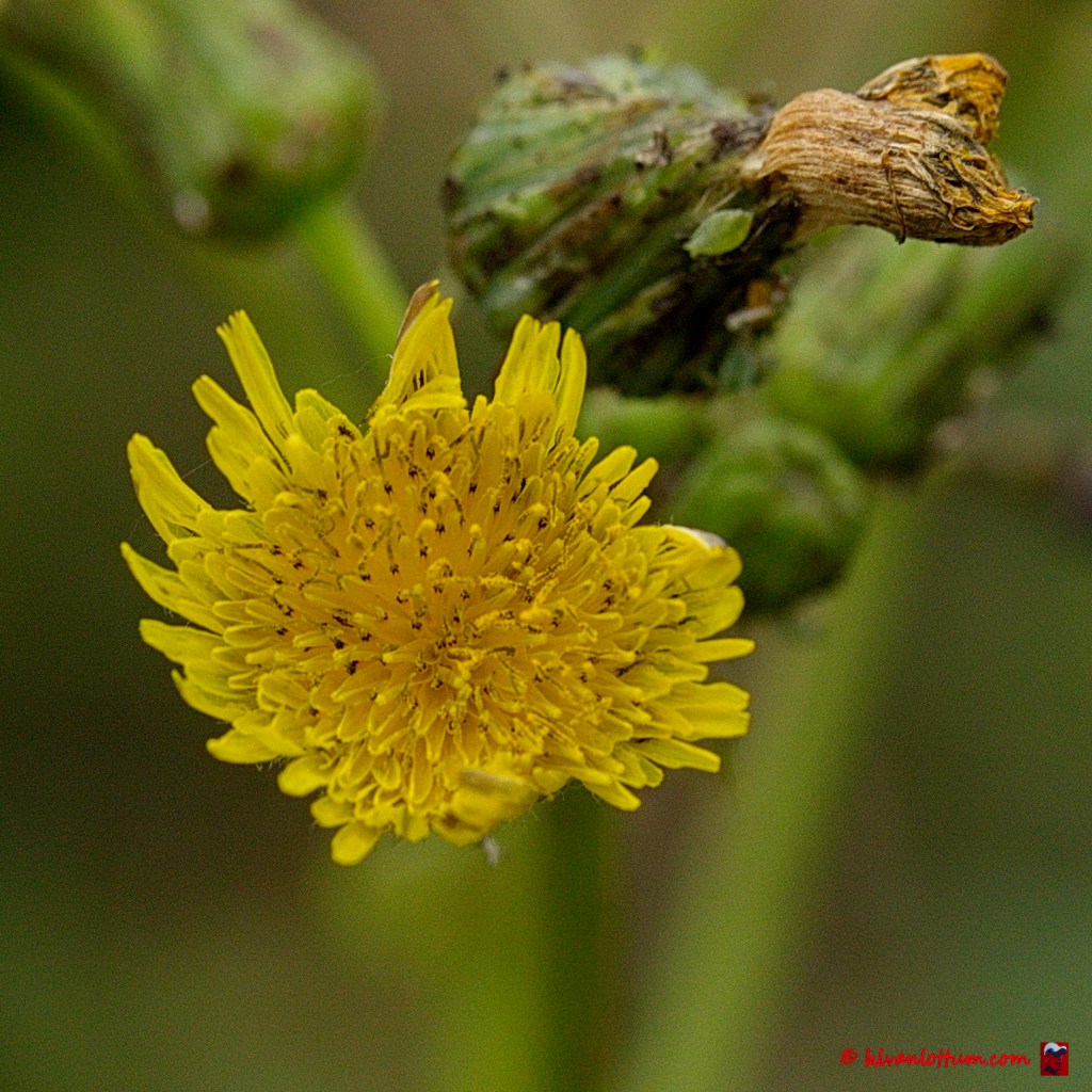 Gekroesde melkdistel - sonchus asper