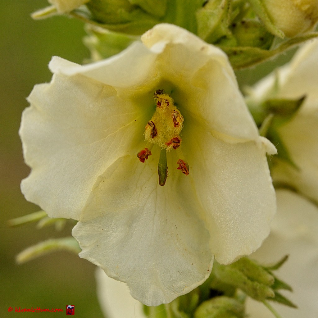 Witte stalkaars - verbascum densiflorum