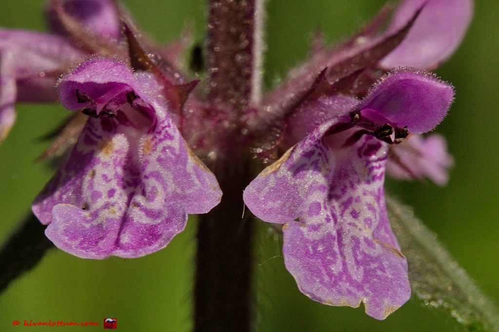 Moerasandoorn - stachys palustris