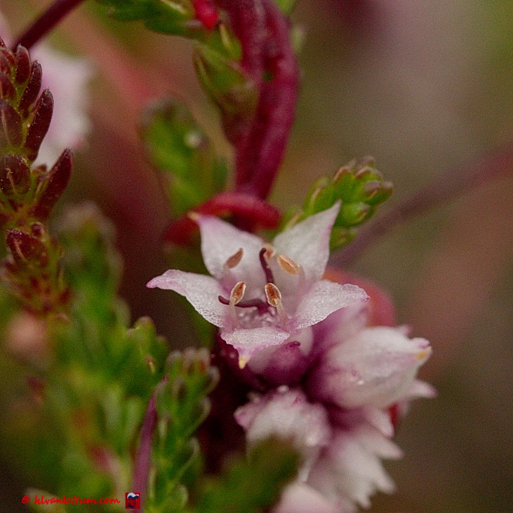 Klein warrrkruid - cuscuta epythimum
