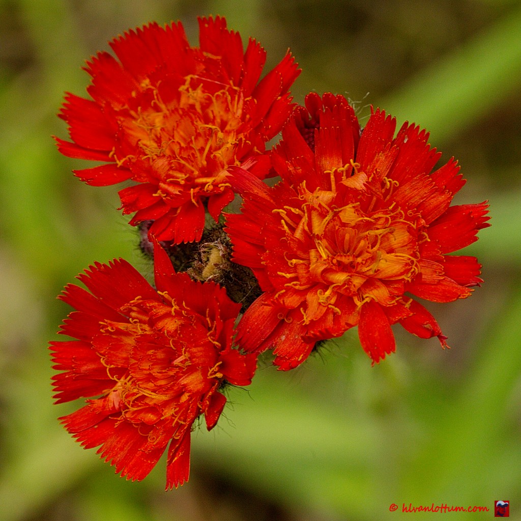 Oranje havikskruid - pilosella aurantiaca