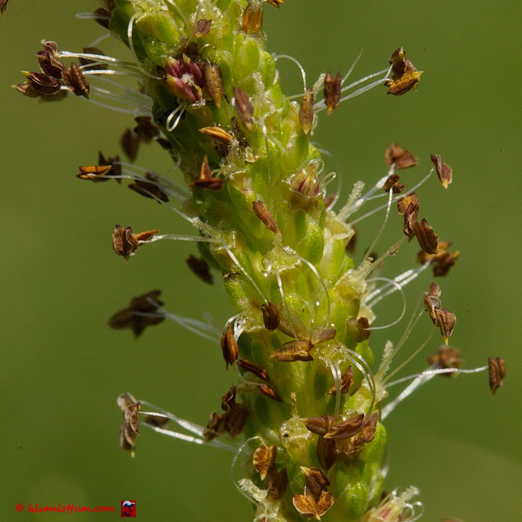 Grote weegbree - plantago major