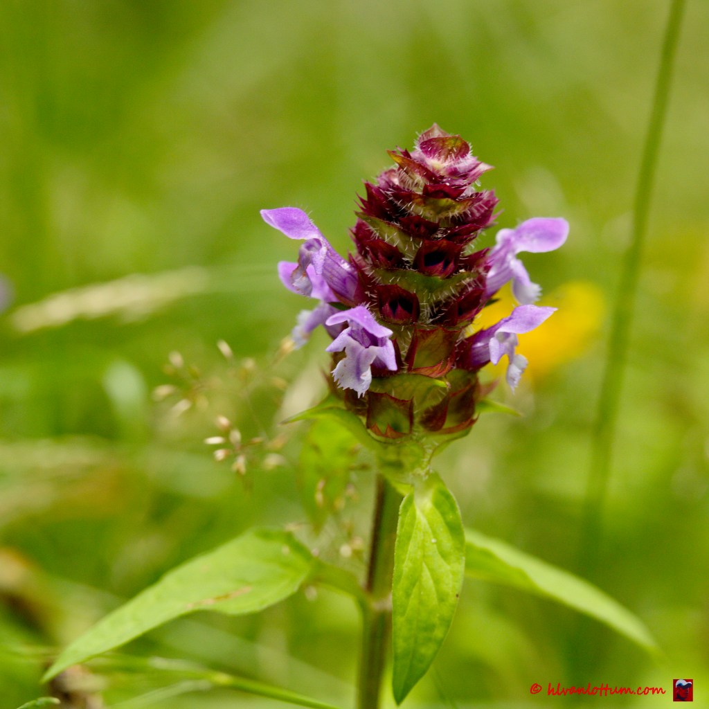 Brunel - prunella vulgaris
